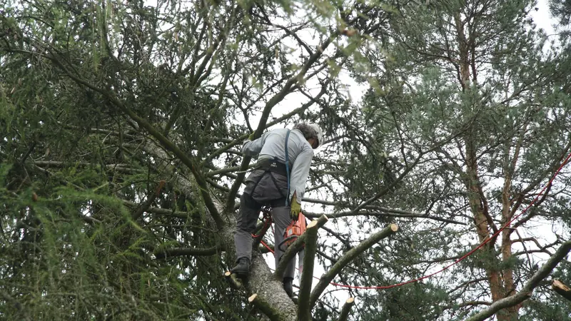 Baum fällen Bern: Baumpfleger mit Seilsicherung schneidet Äste in einer Föhre